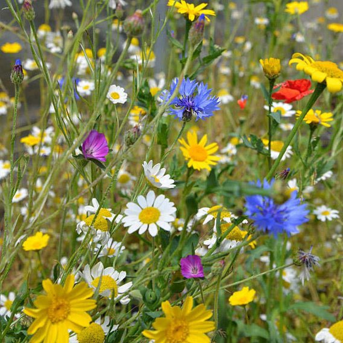 Native Wildflower Seed Ball Gift Bag - Just For You Gift