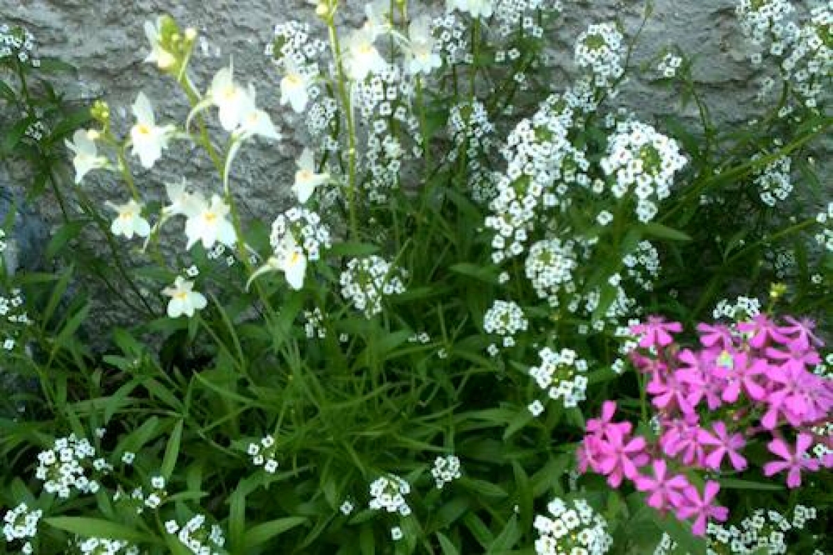 White Seed Paper Stars